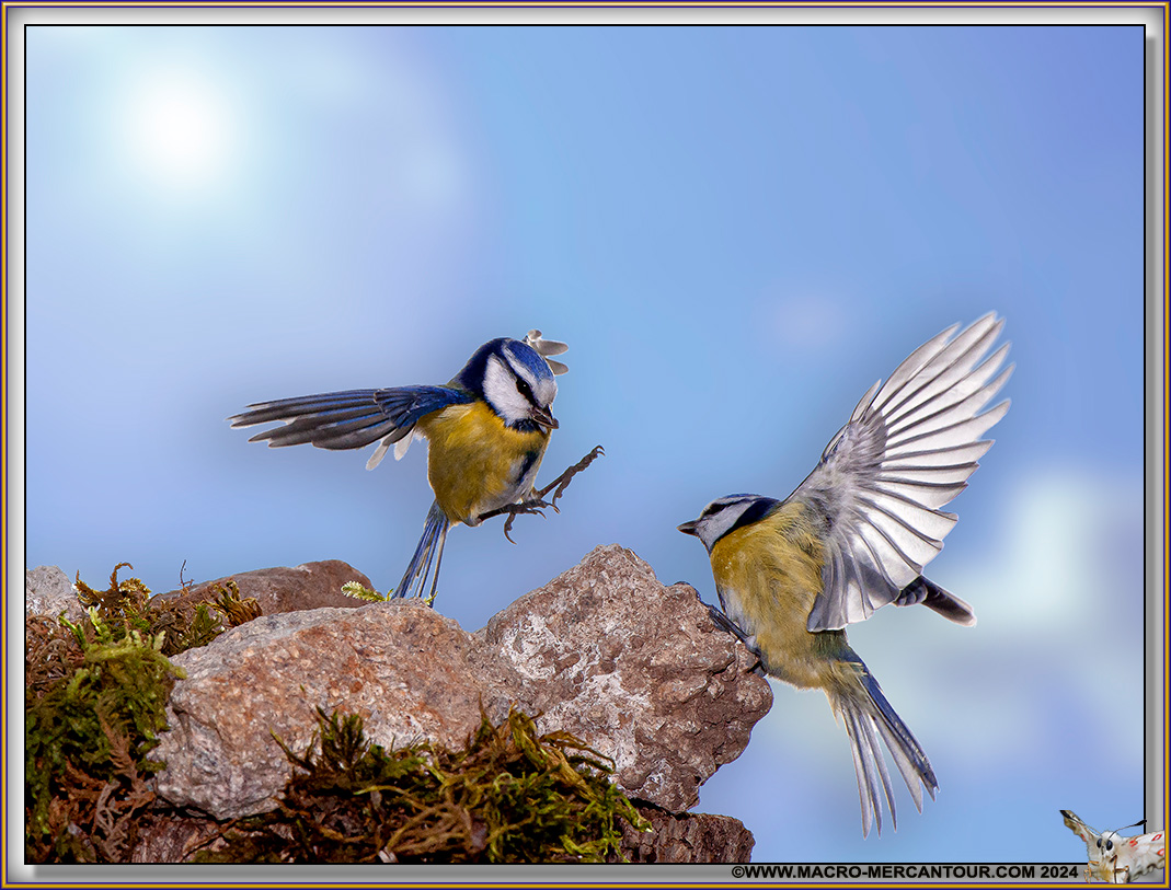 Mésange bleue